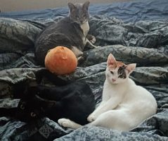J’ai testé pour vous : adopter deux chatonnes
