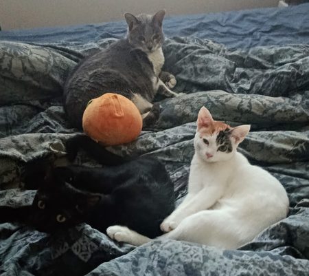 J’ai testé pour vous : adopter deux chatonnes