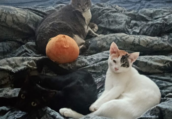 J’ai testé pour vous : adopter deux chatonnes