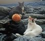 J’ai testé pour vous : adopter deux chatonnes